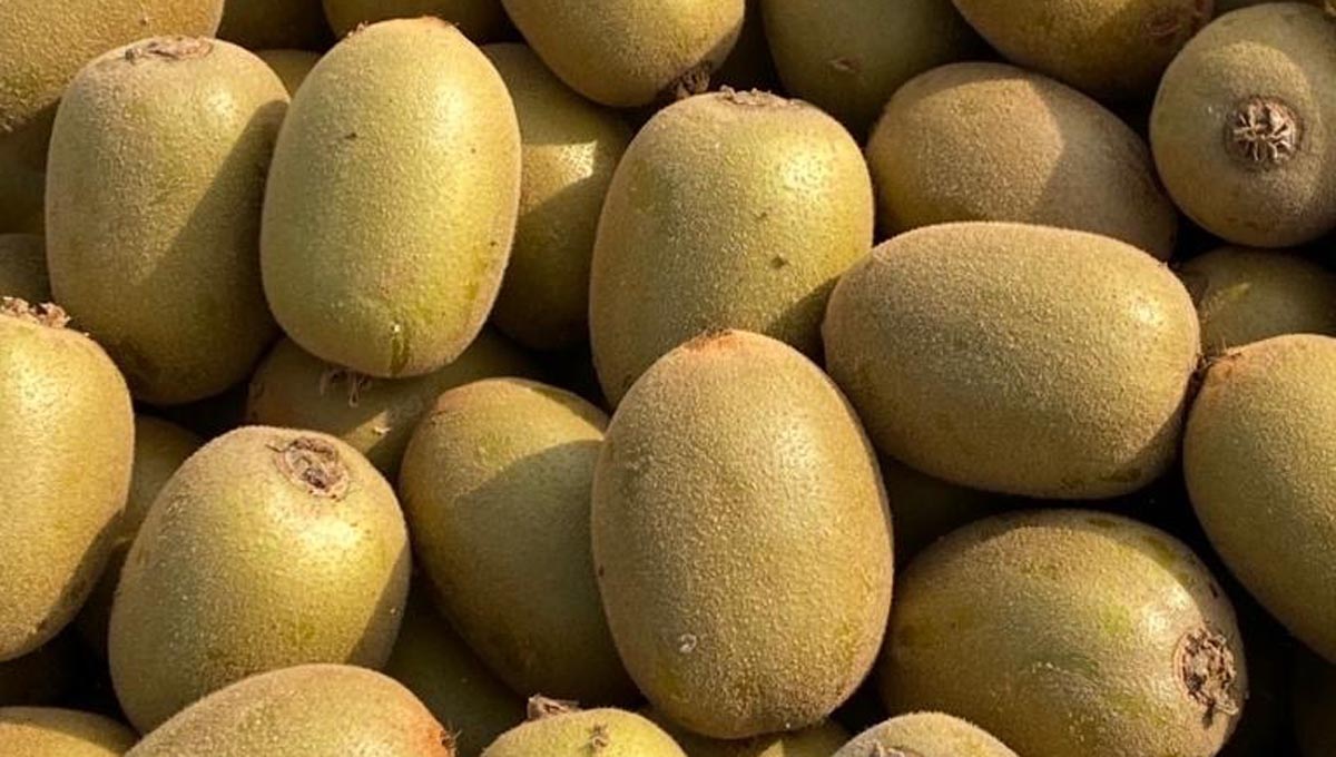 Zespri Kiwi