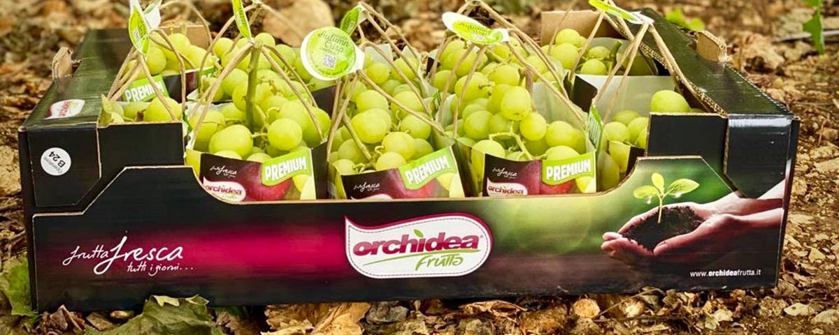Autumncrisp-Orchidea-Frutta-packaging