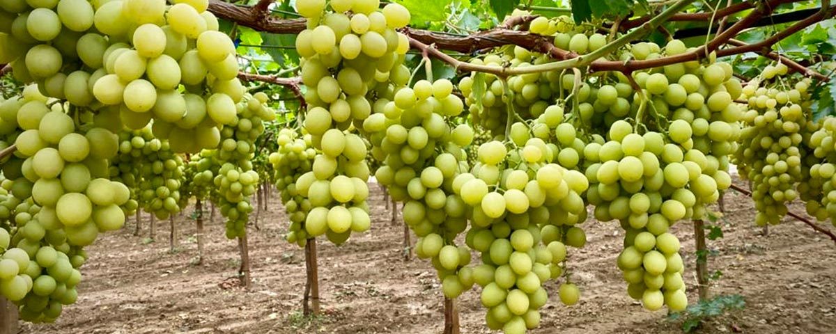Autumncrisp-uva-Orchidea-Frutta-campo