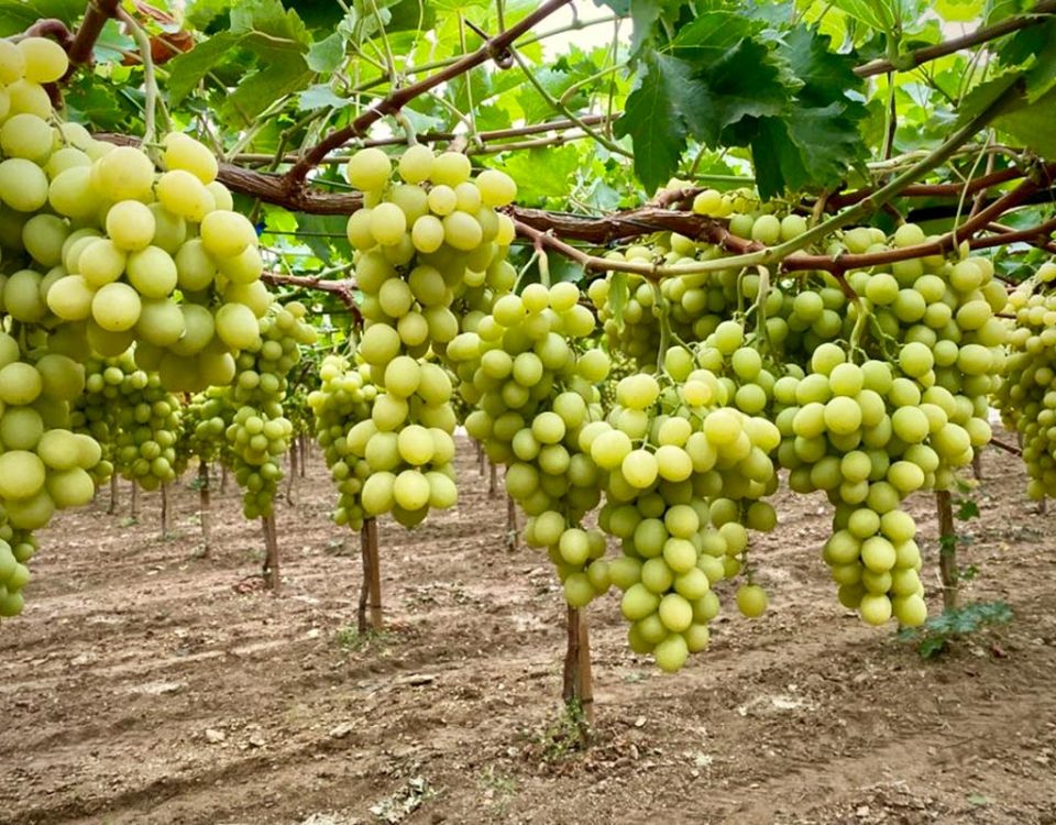 Autumncrisp-uva-Orchidea-Frutta-campo