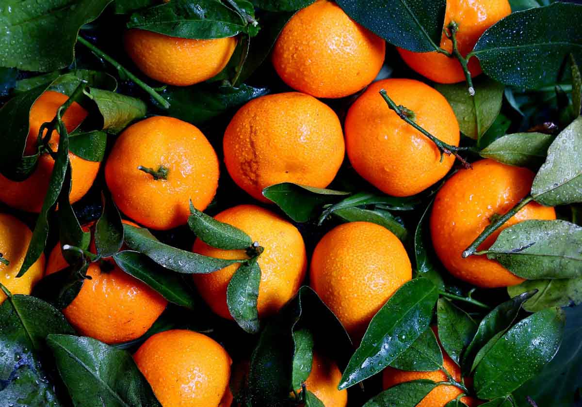 Alegra clementine
