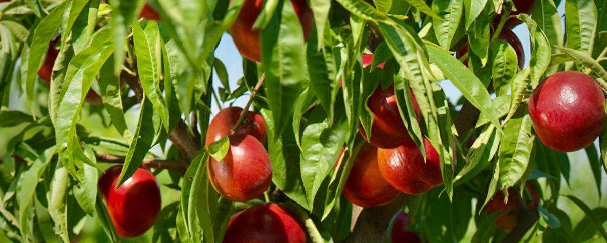 Apofruit-nettarine-frutta-estiva-2020