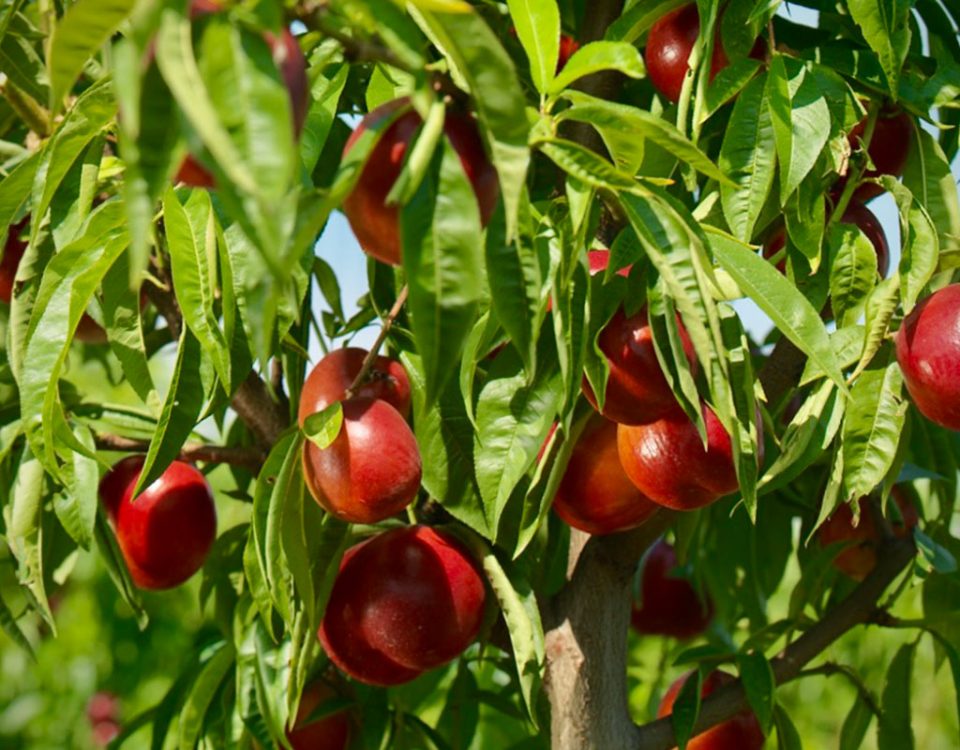 Apofruit-nettarine-frutta-estiva-2020