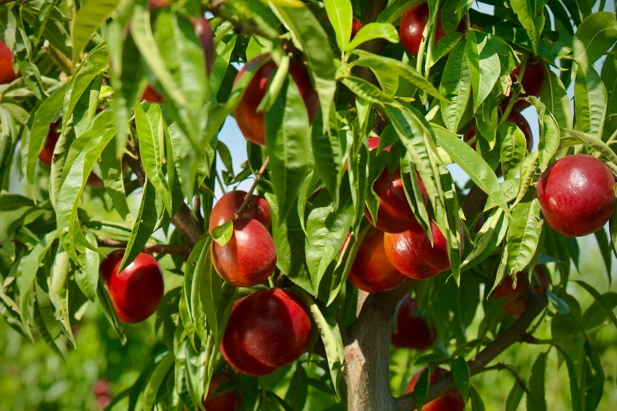 Apofruit-nettarine-frutta-estiva-2020