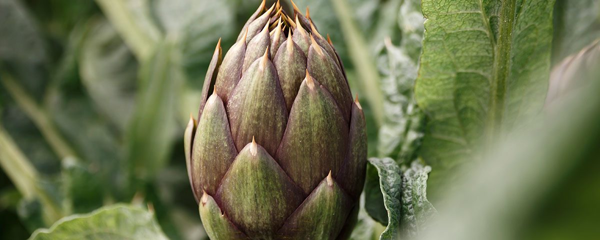 OP-Campidanese-carciofo-spinoso-sardo-campo