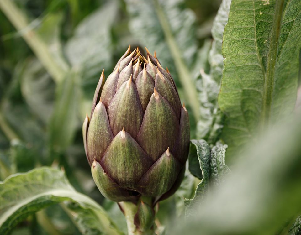 OP-Campidanese-carciofo-spinoso-sardo-campo