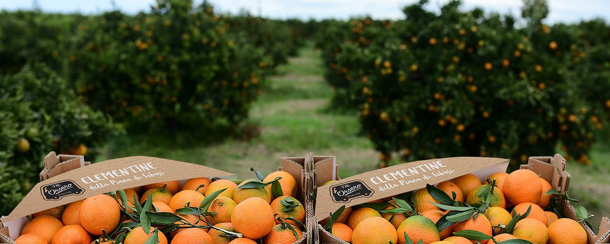 Orsero_Clementine_Calabria