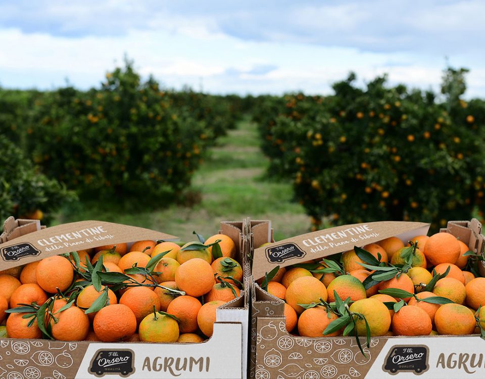 Orsero_Clementine_Calabria