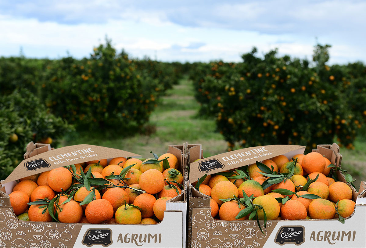 Orsero_Clementine_Calabria