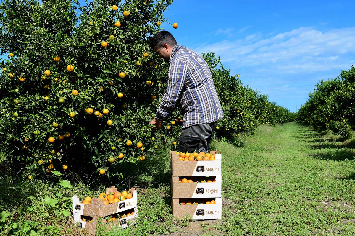 Orsero_Clementine__Calabria_Raccolta