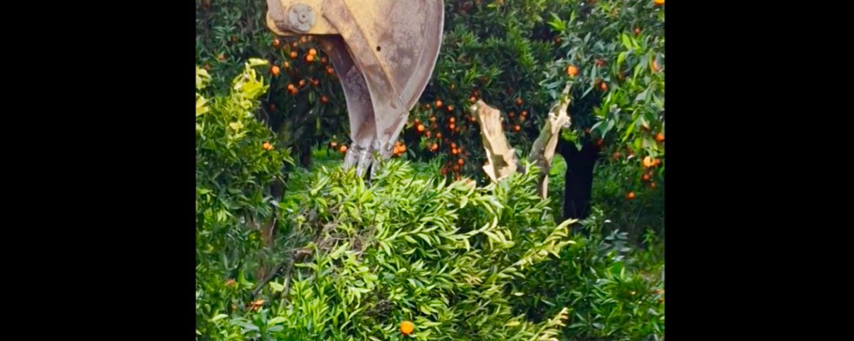 Clementine-Calabria-escavatore-Varamo