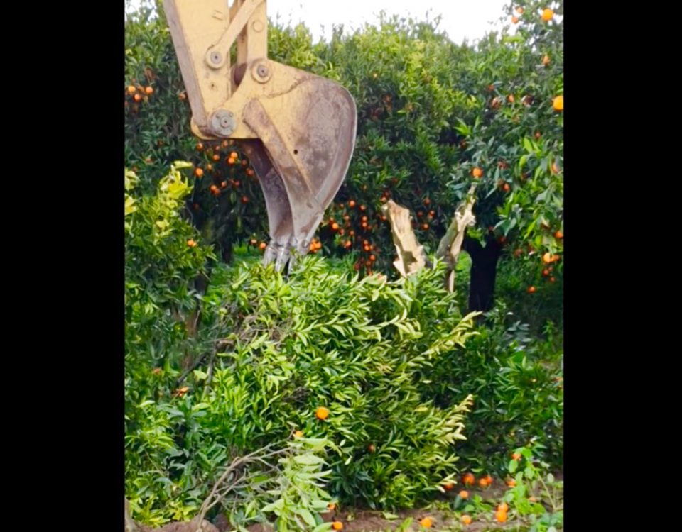 Clementine-Calabria-escavatore-Varamo