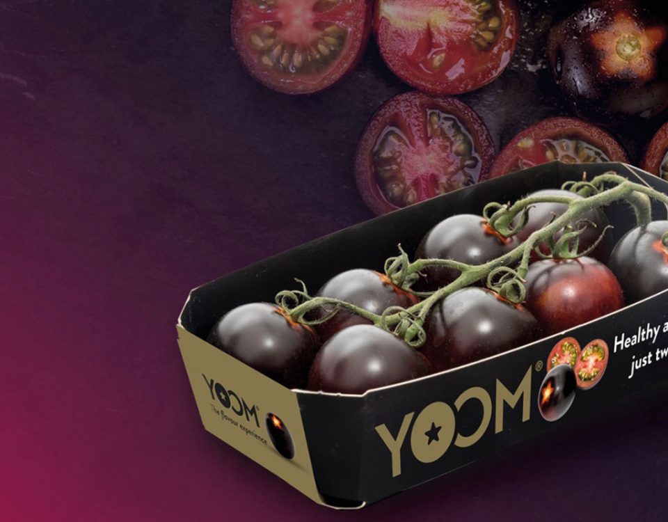 Yoom-romato-pomodoro-Gandini-Syngenta