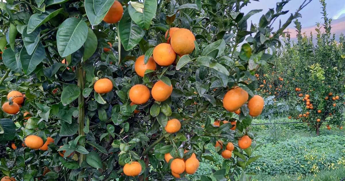 Apofruit clementine