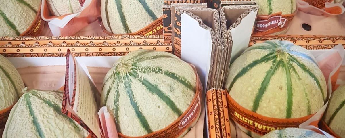 Francescon-melone-Senegal-cassette