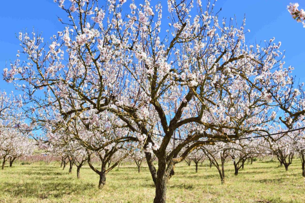 Mandorle-Donnalia-albero-in-fiore