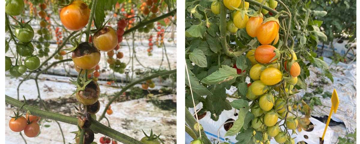 Pomodoro-siciliano-Tomato-Brown-ToBRFV