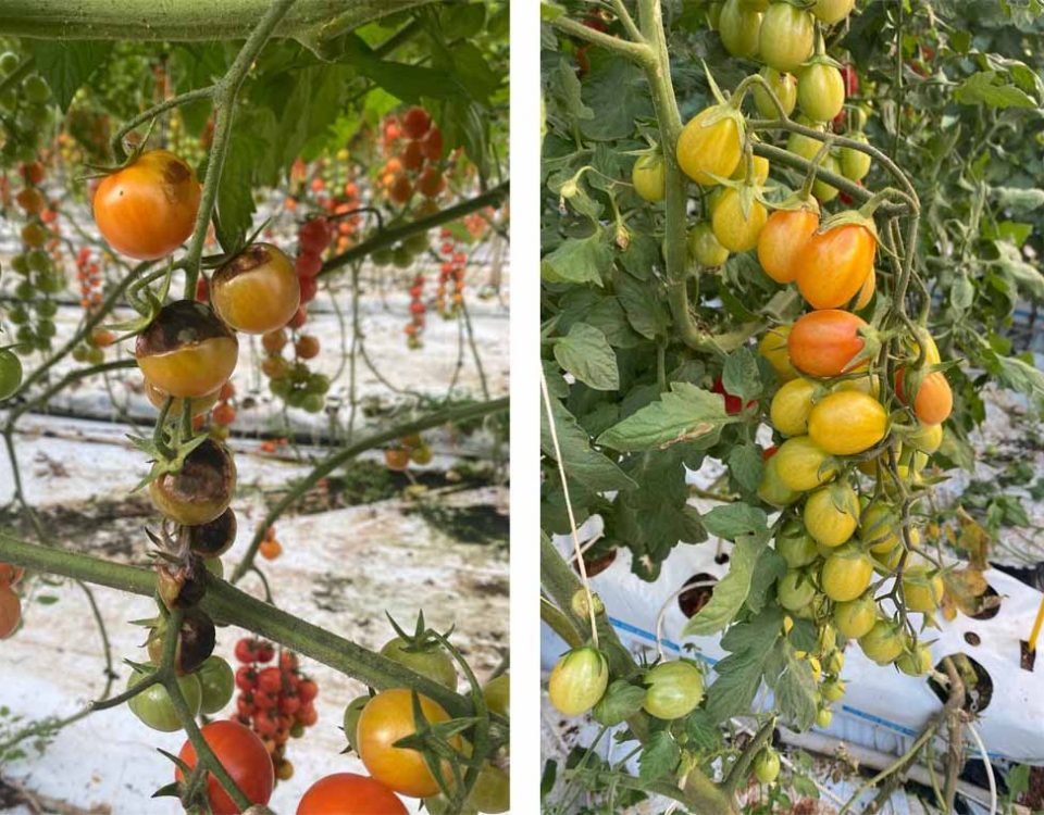 Pomodoro-siciliano-Tomato-Brown-ToBRFV