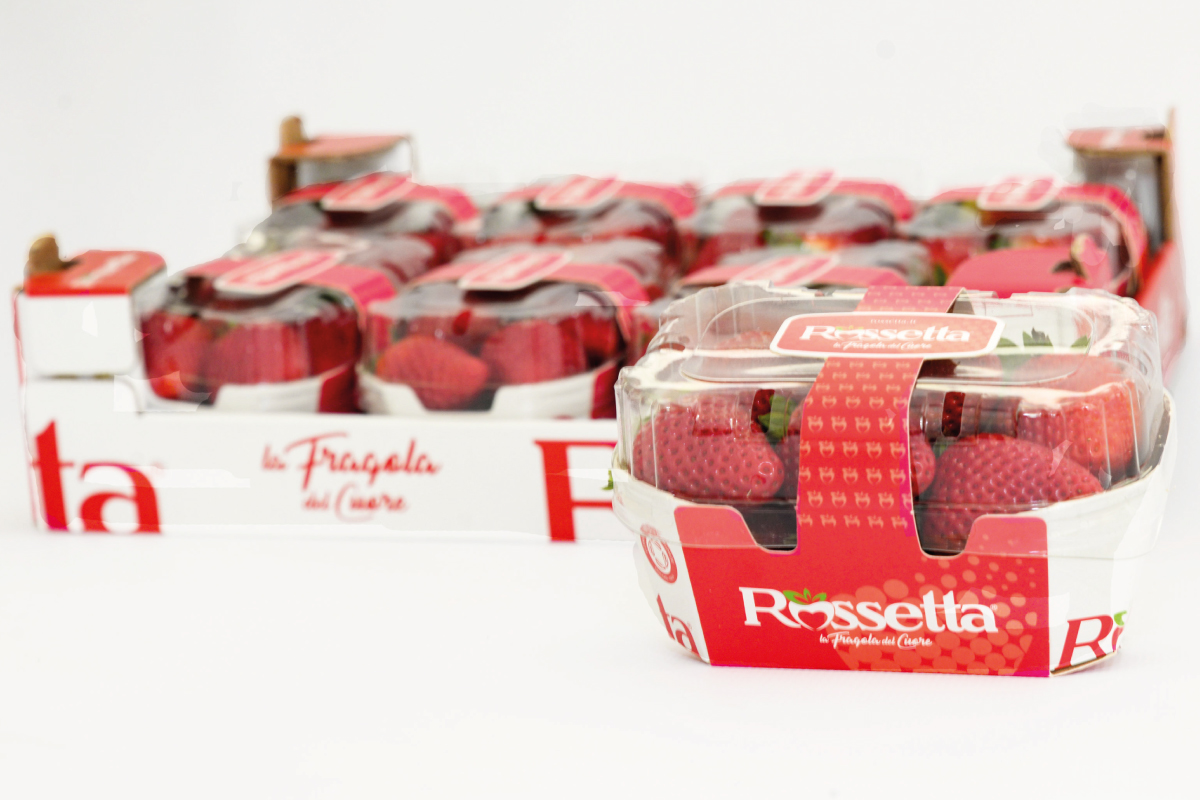 fragole Rossetta
