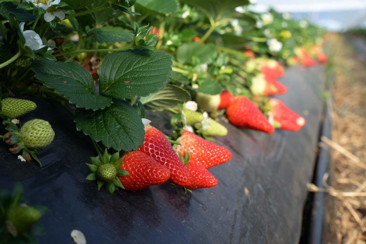 fragole Rossetta