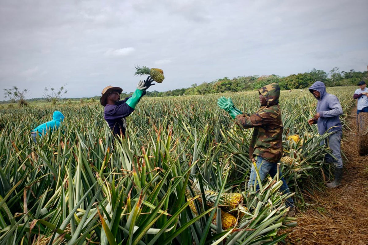 Nicofrutta-ananas-repubblica-dominicana-Nicoverde-raccolta