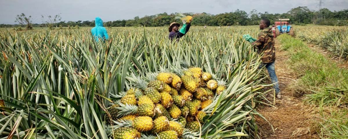 Nicofrutta-ananas-repubblica-dominicana-piantagione