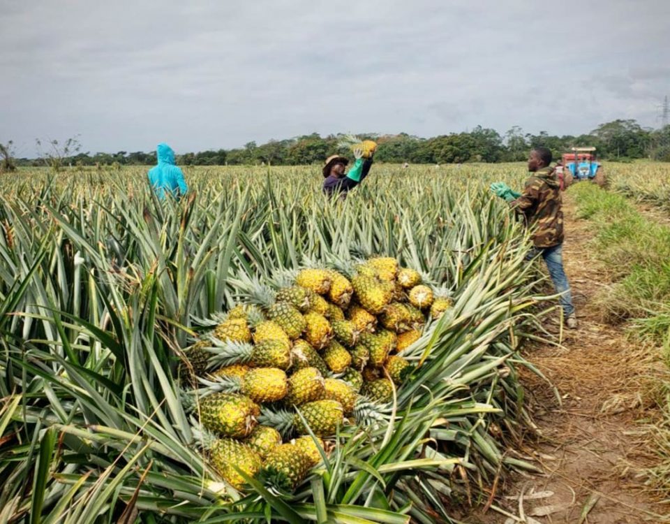 Nicofrutta-ananas-repubblica-dominicana-piantagione