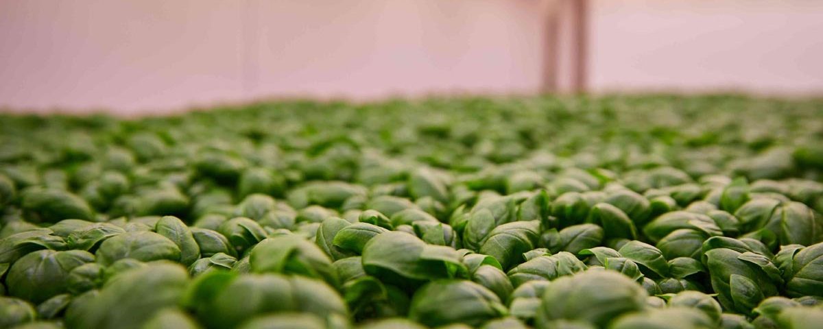 Planet Farms_dettaglio coltivazione