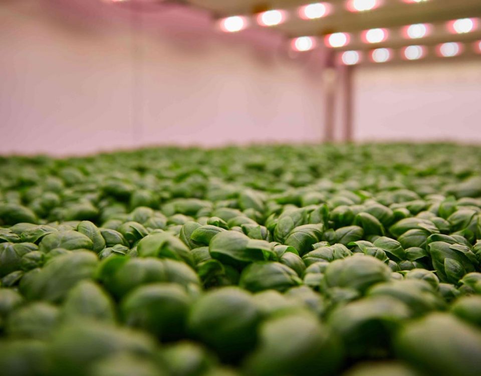 Planet Farms_dettaglio coltivazione