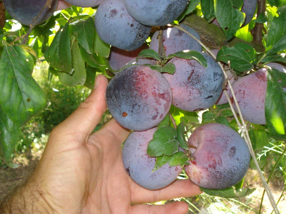 Apofruit