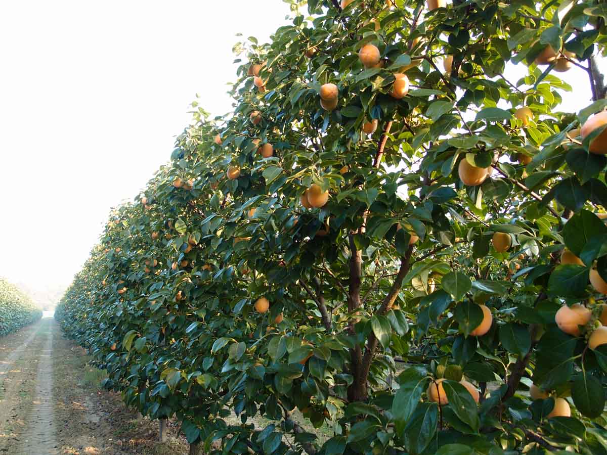 Apofruit