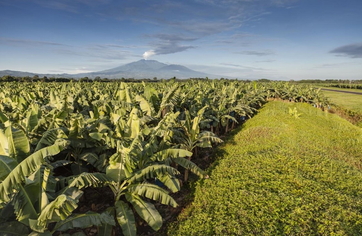 chiquita