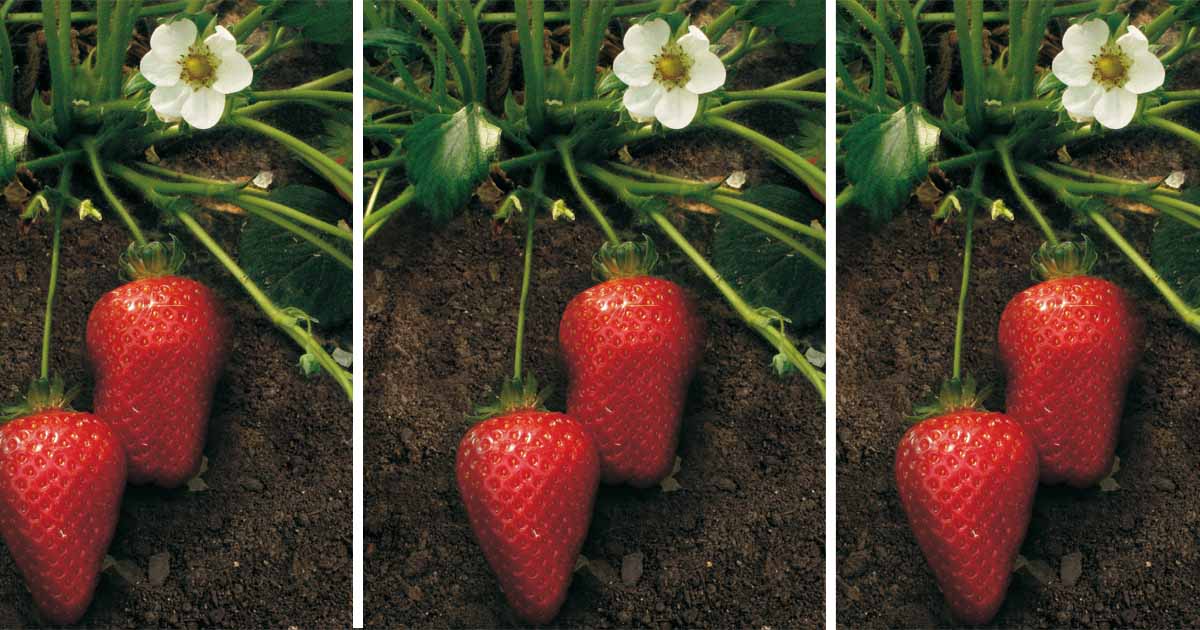 fragole Brio