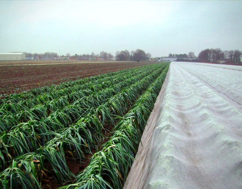 Arrigoni-Arricover-campo-gelo
