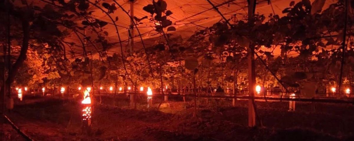 Gelo-frutteto-kiwi-candele-2021