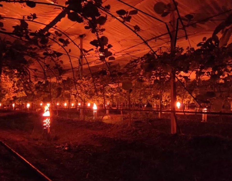 Gelo-frutteto-kiwi-candele-2021