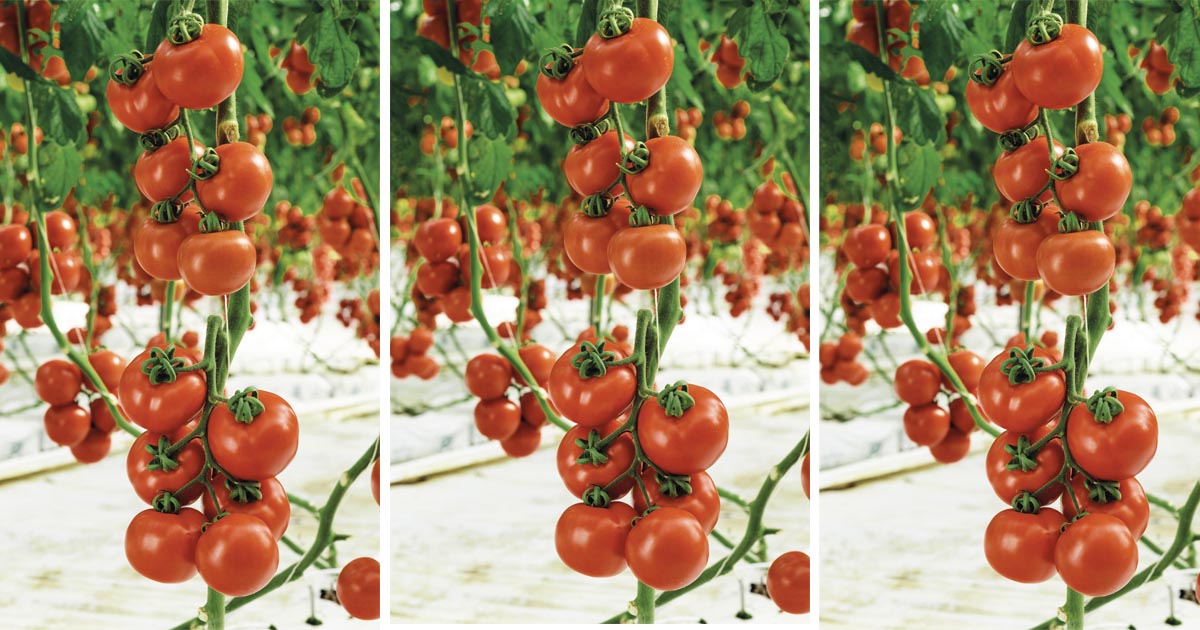 Syngenta Tylcram
