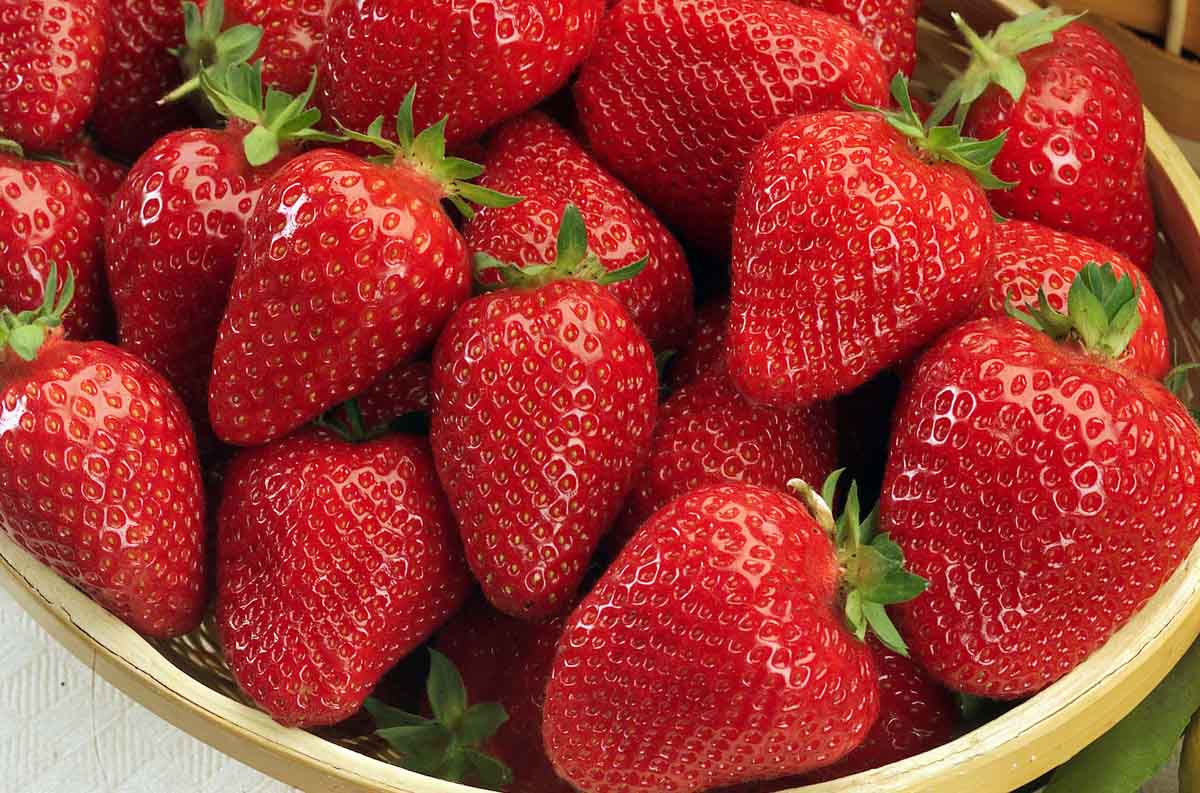 Alba fragola