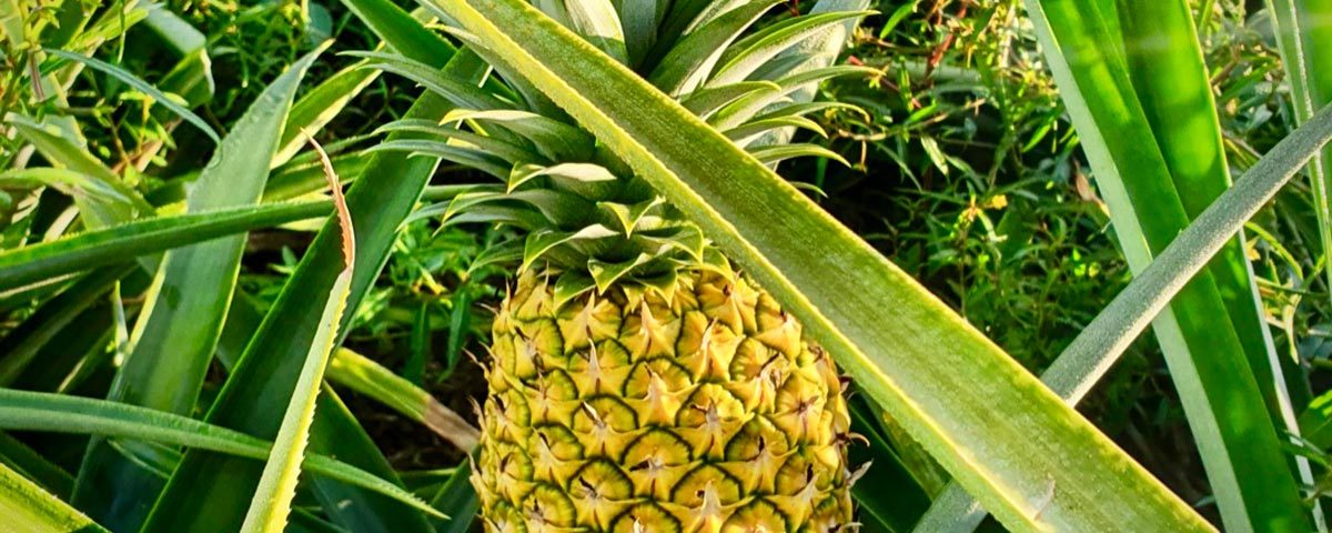 Nicofrutta-Nicoverde-ananas-Costa-Rica-PineApp-2021