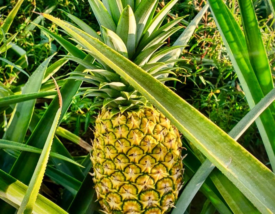 Nicofrutta-Nicoverde-ananas-Costa-Rica-PineApp-2021