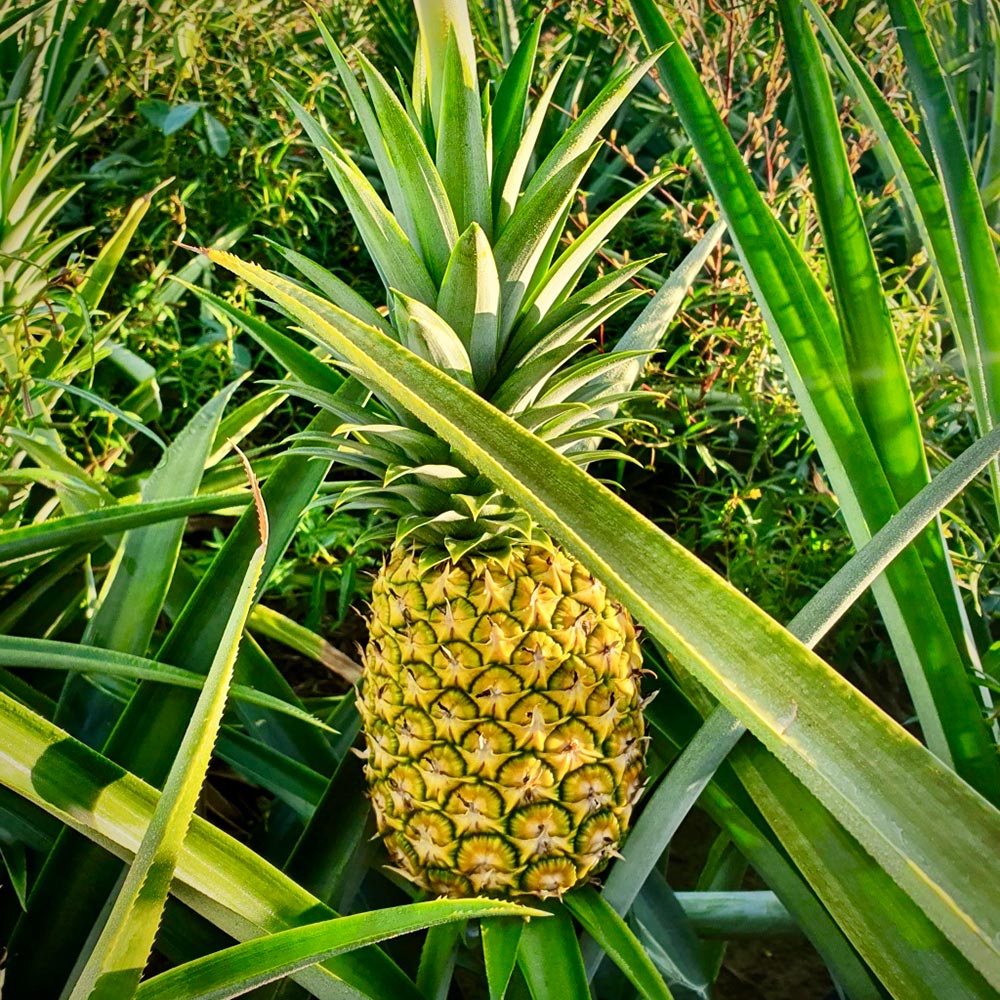 Nicofrutta-Nicoverde-ananas-PineApp-2021
