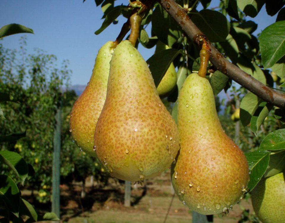 Pera-Abate