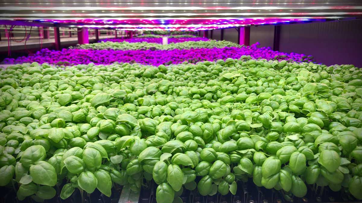 vertical farming