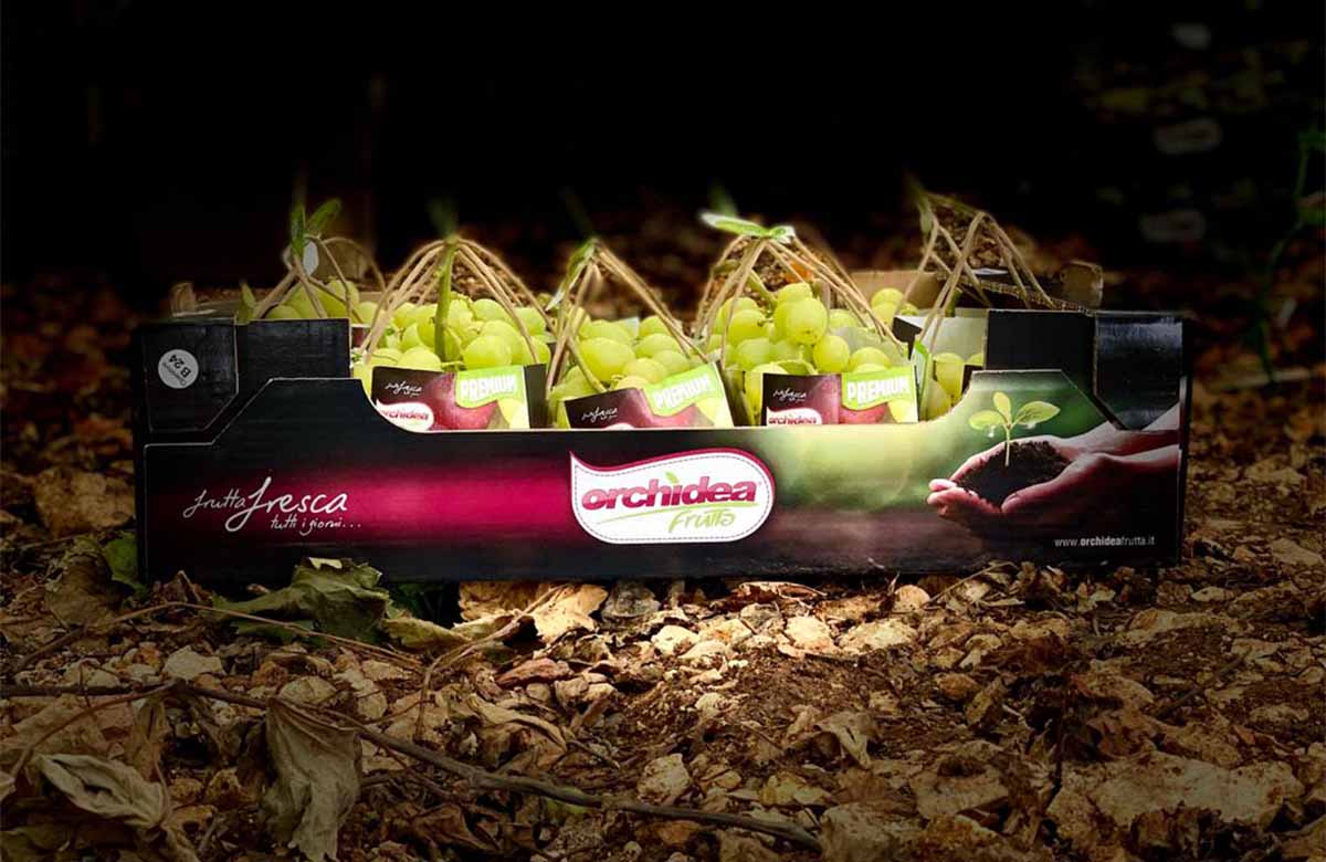 Orchidea Frutta Autumn Crisp