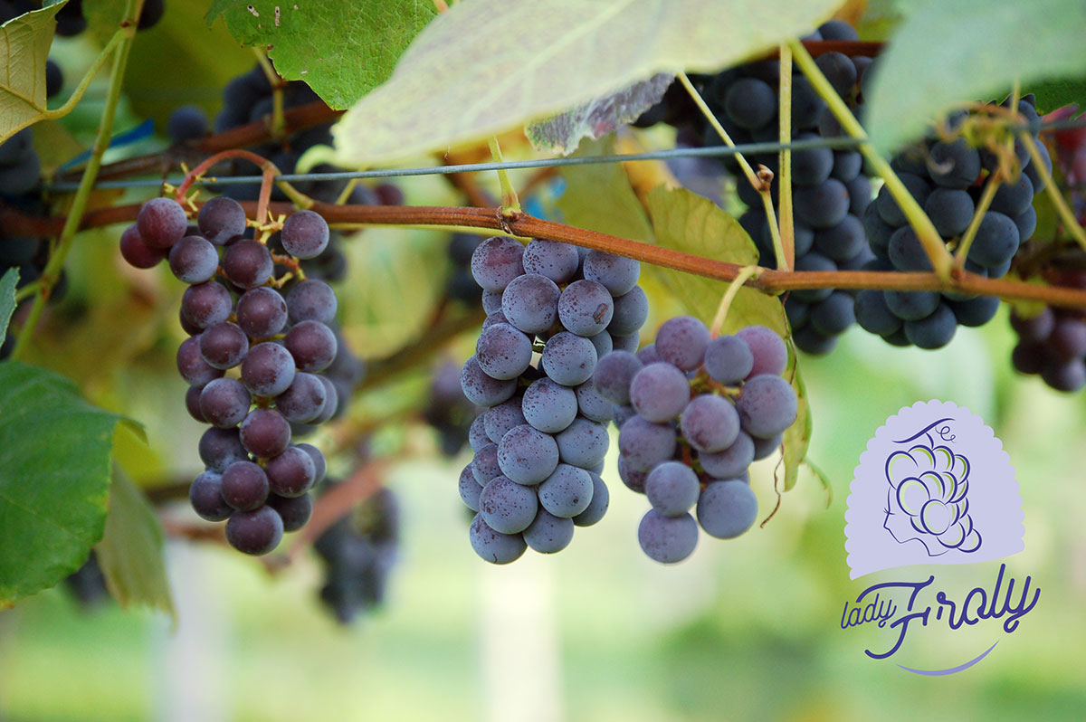 Uva-Fragola-Fratelli-Castellino-Lady-Froly
