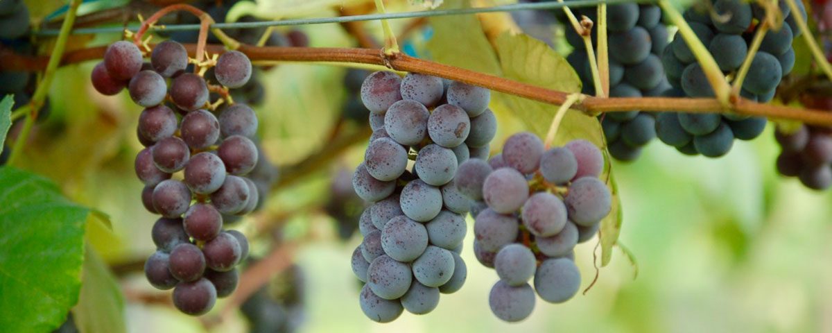 Uva-Fragola-Fratelli-Castellino-in-pianta-Lady-Froly