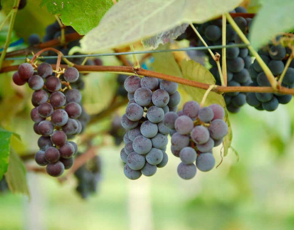 Uva-Fragola-Fratelli-Castellino-in-pianta-Lady-Froly