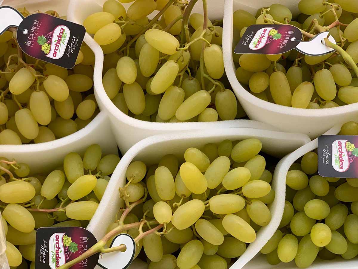 Orchidea Frutta uve Arra