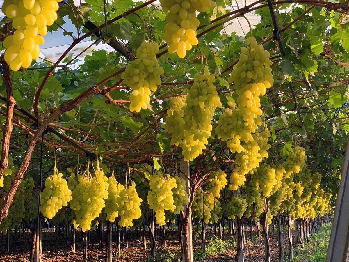 Orchidea Frutta uve Arra