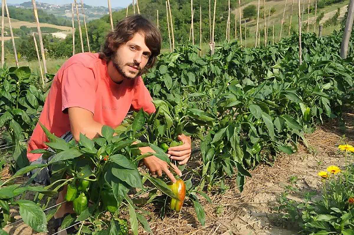 peperone quadrato